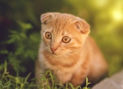 开云体育登录-当红魔遇见瑞士军刀，莫德里奇在风暴眼中奏响克罗地亚狂想曲