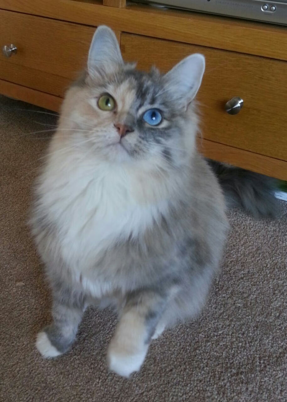 厄德高单节爆发如伊朗高原雄风，瞬间拉开玻利维亚式差距