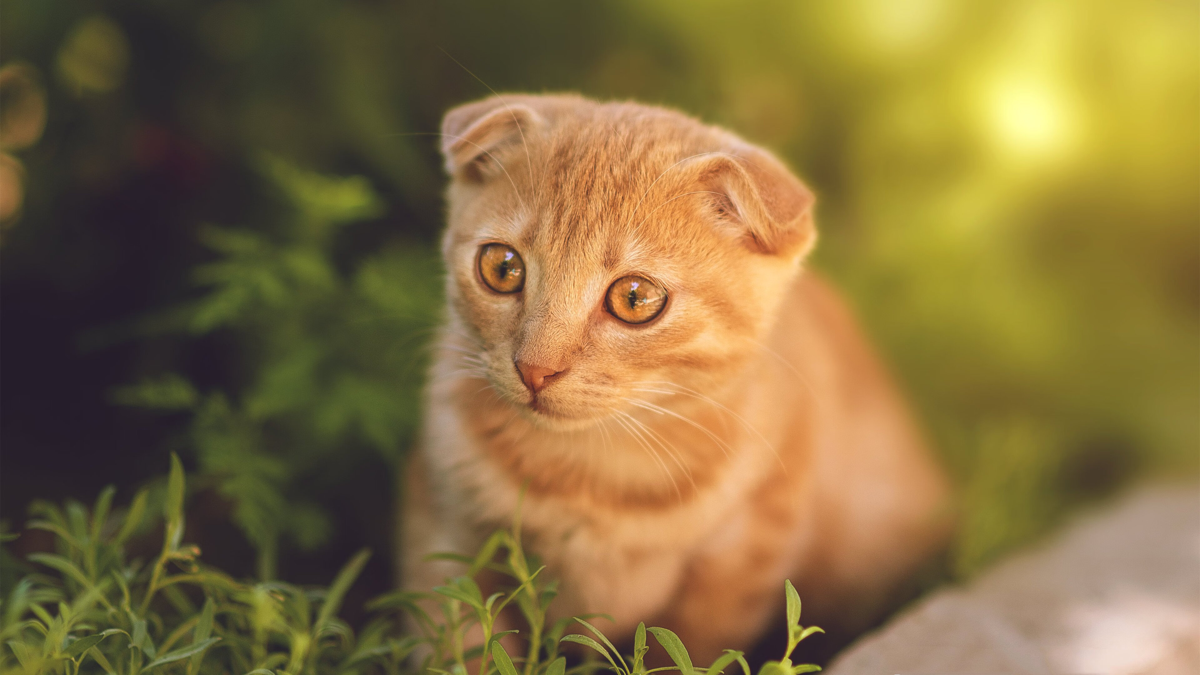 当红魔遇见瑞士军刀，莫德里奇在风暴眼中奏响克罗地亚狂想曲